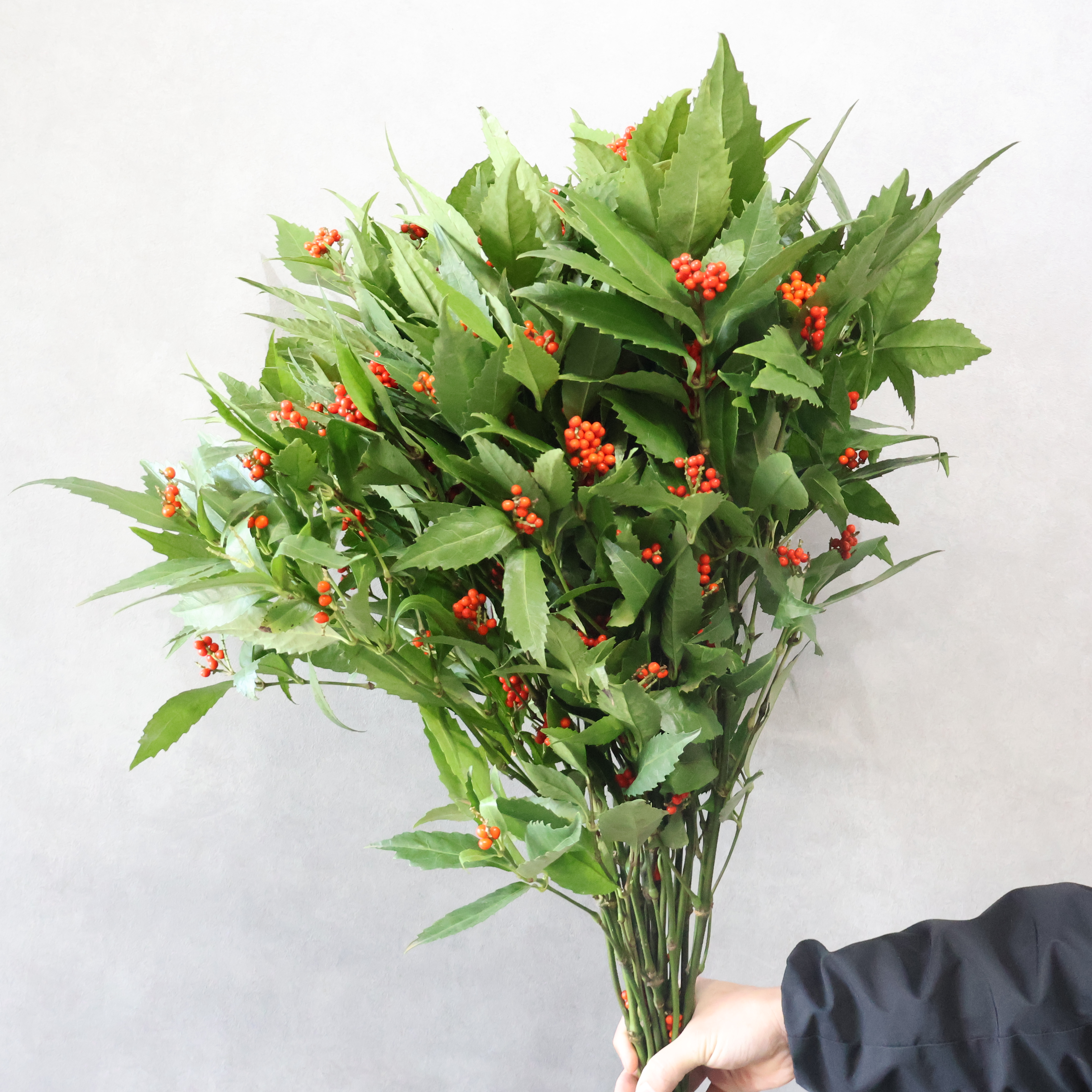 千両　 3級　80cm ※ボリュームあり