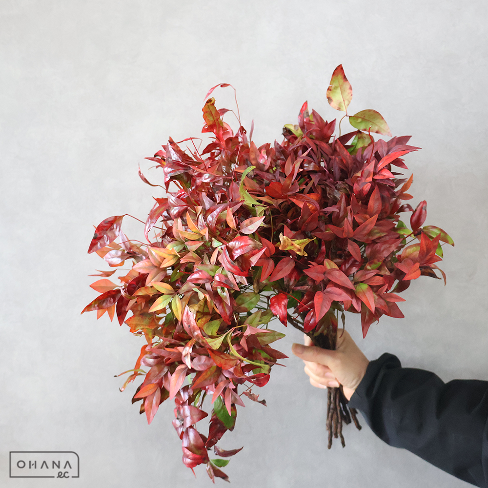 南天　オタフク南天　秀 40cm