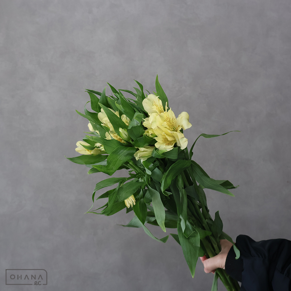 アルストロメリア黄　メローイエロー　65cm