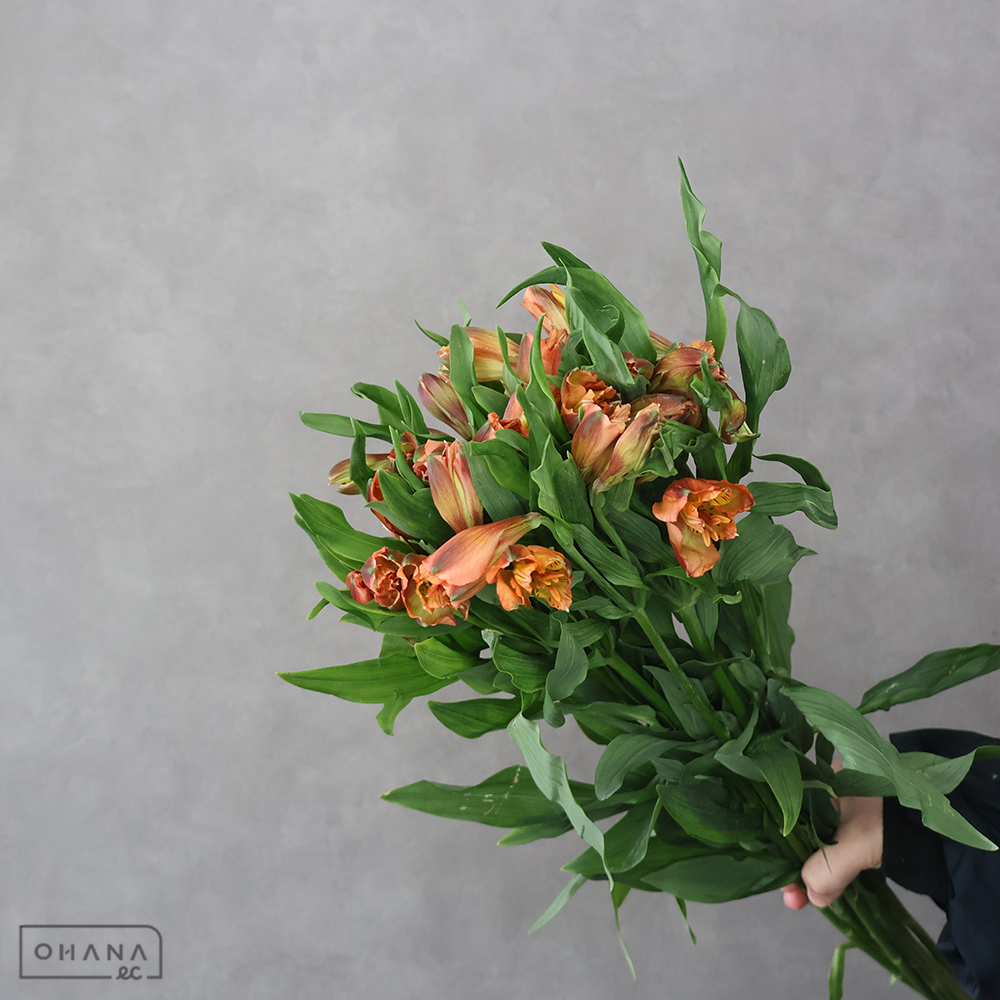 アルストロメリアオレンジ　ジャファ　65cm