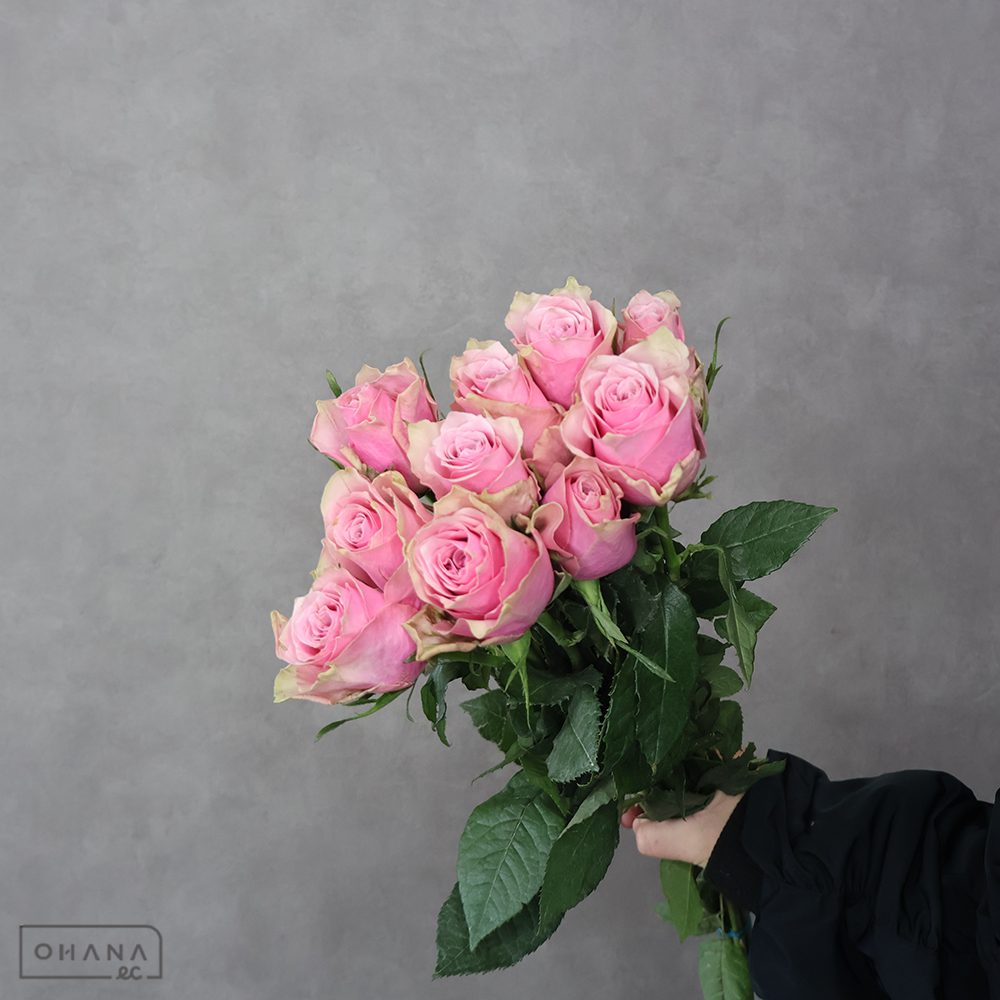 【SALE】バラ　アテナロイヤル　 60cm　※クレーム対象外