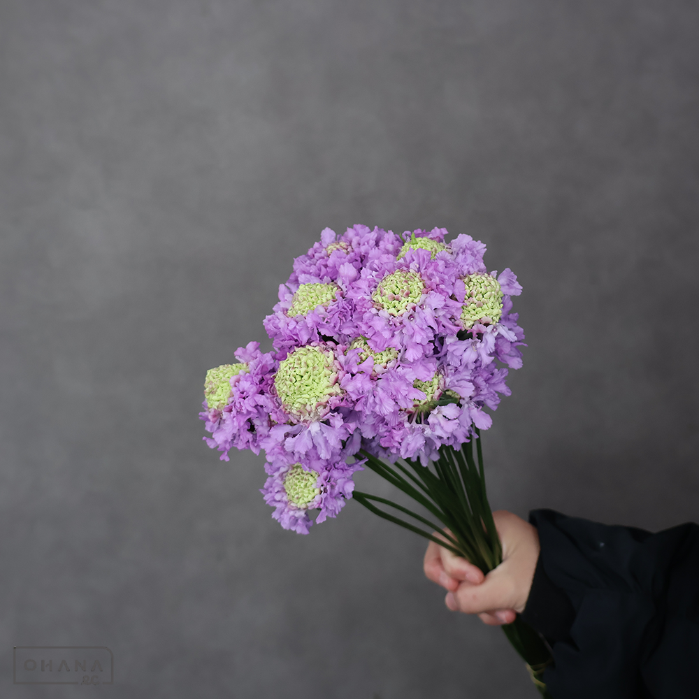 スカビオサ　タマ　秀 30cm