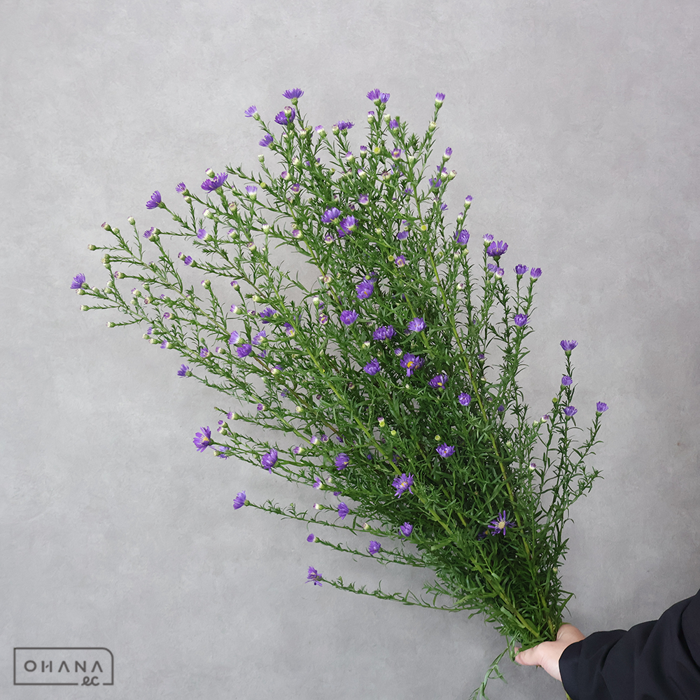 クジャクソウ　ブル－マジック　Ｌ 80cm