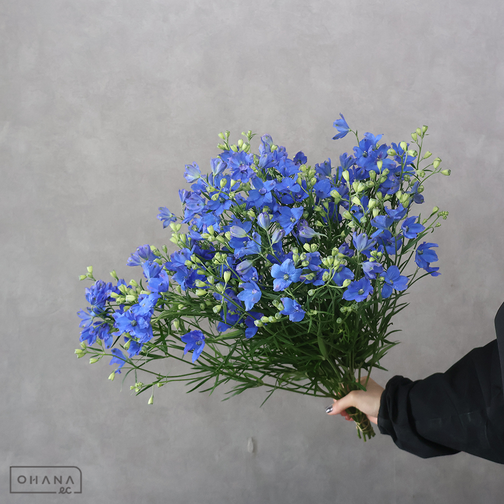 【SALE】デルフィシネンシス青　スーパーグランブルー　秀 50cm※クレーム対象外