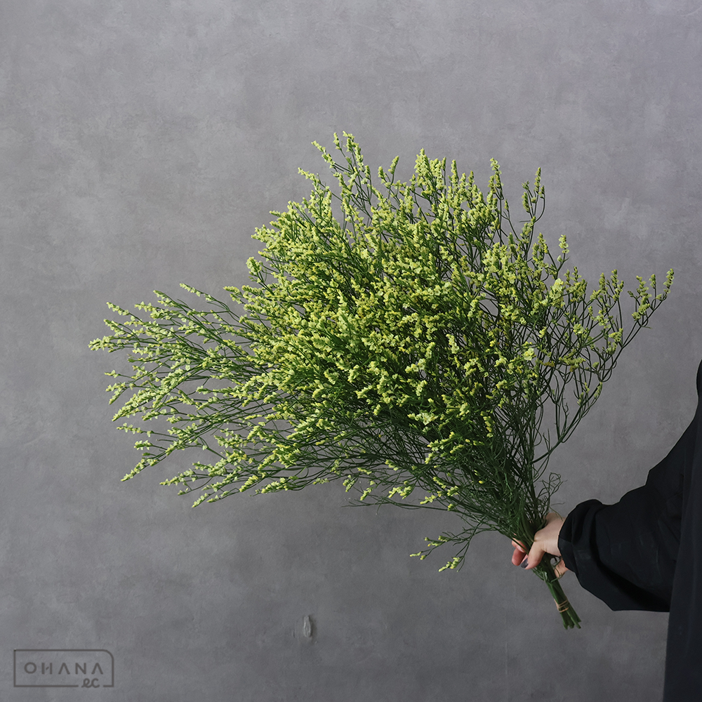 【SALE】ＨＢスターチス　キノルミナス　2L※クレーム対象外