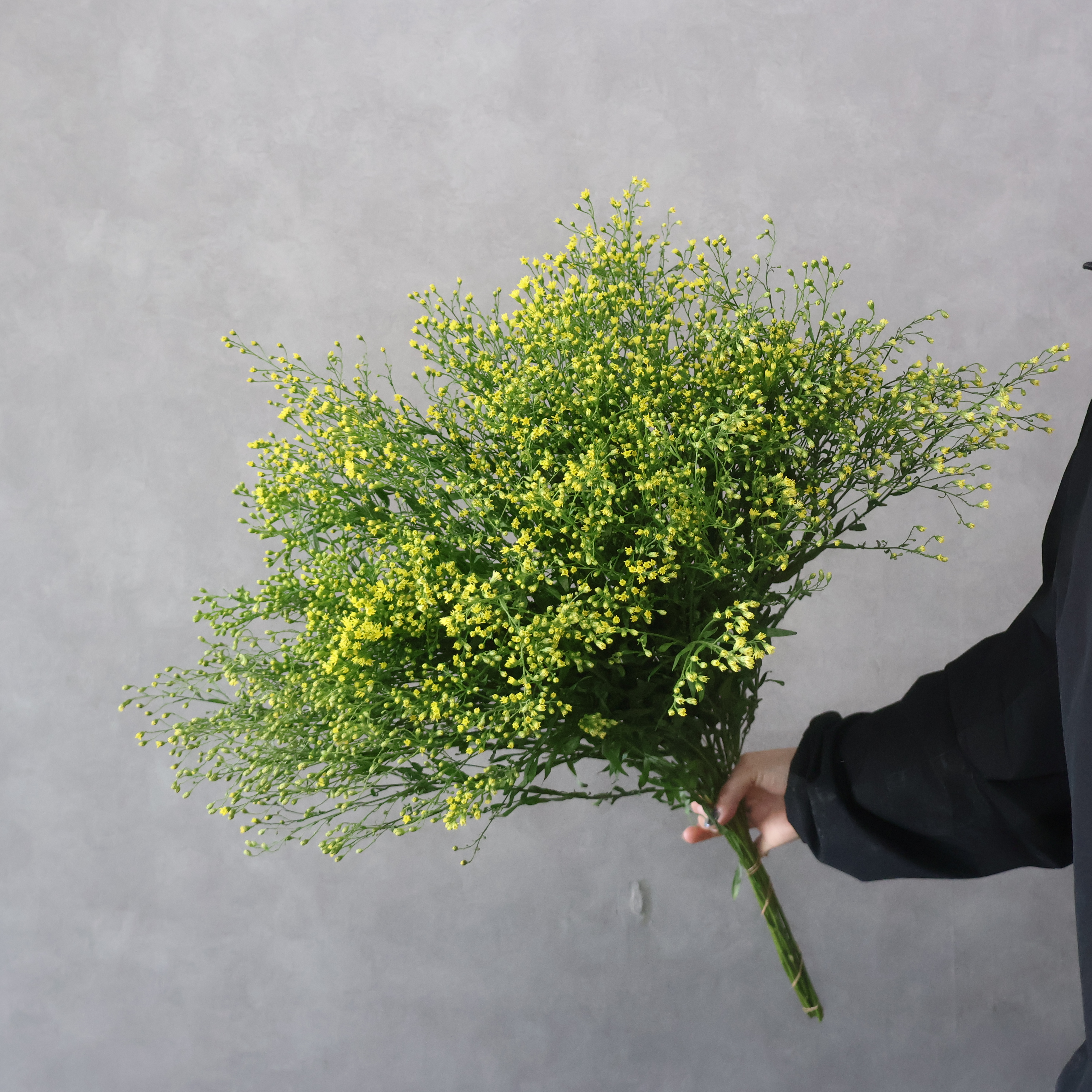 【SALE】ソリダスター　ゴールドエンゼル　秀2L※クレーム対象外