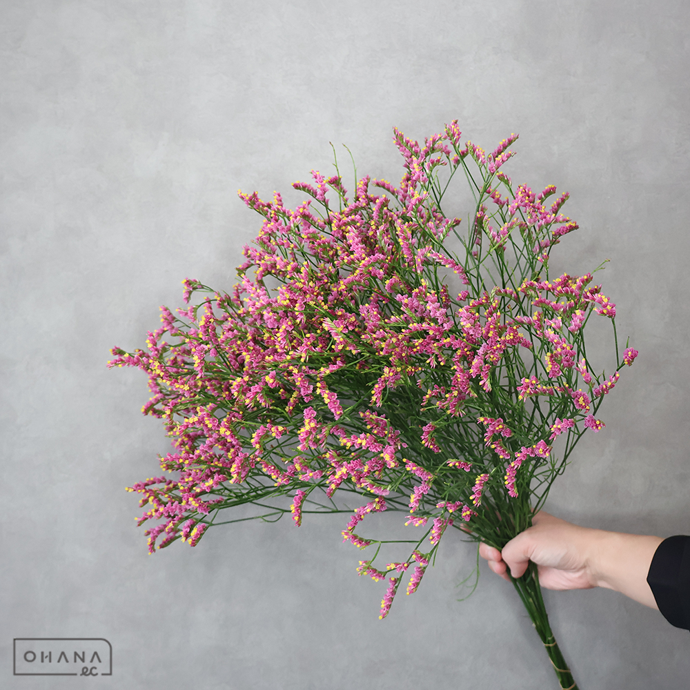 【SALE】ＨＢスターチスピンク　キノラブリー　秀 60cm　※クレーム対象外