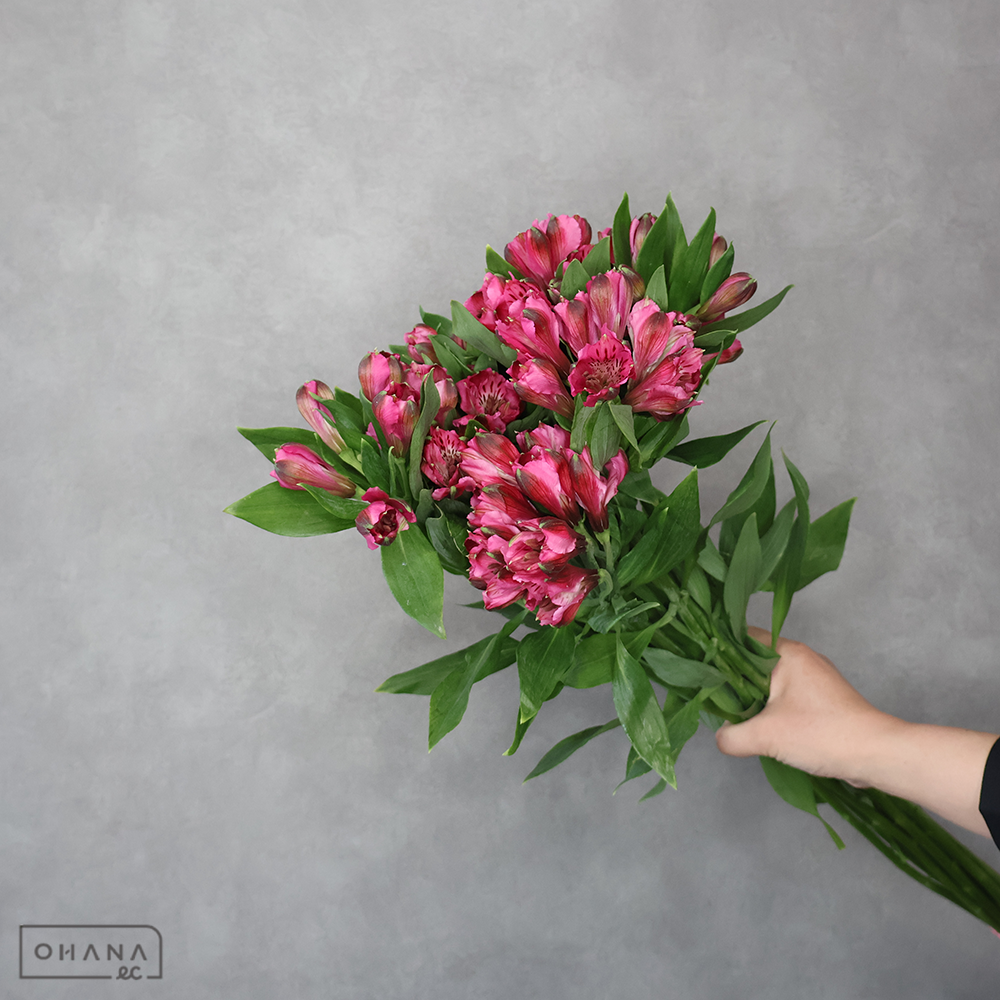 アルストロメリアピンク　ルチア　 60cm