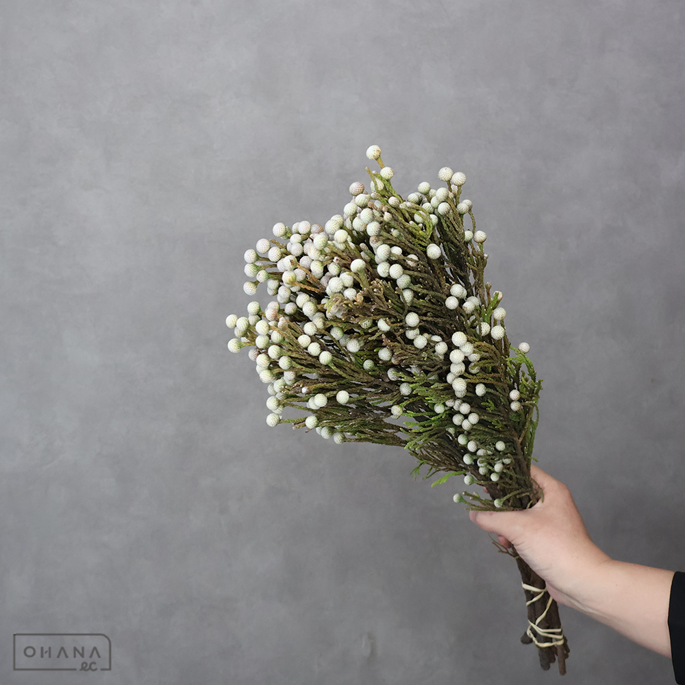 ブルーニア　スプレーブルーニア　ヤング　 40cm