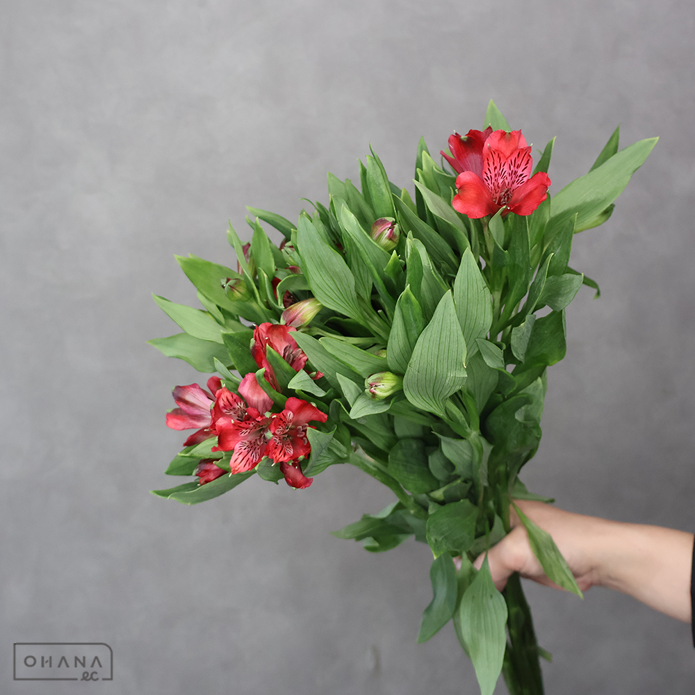 アルストロメリア赤　ナディア　 60cm