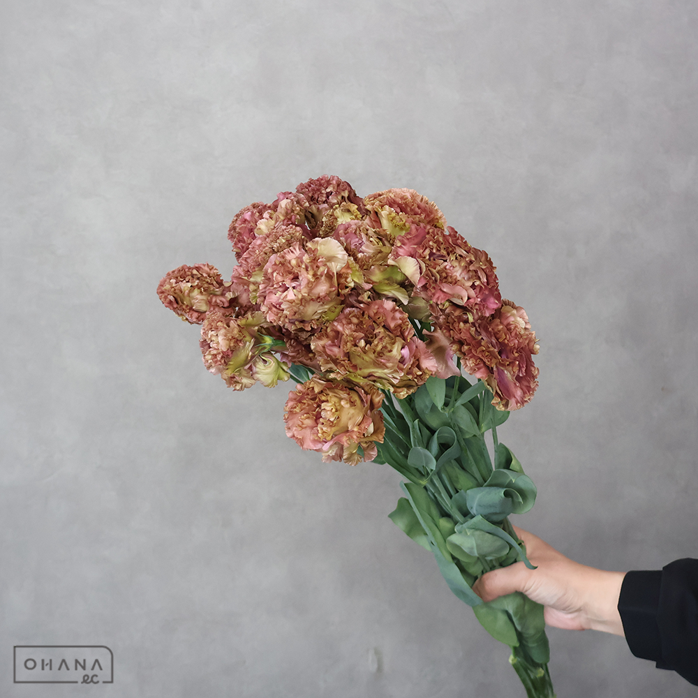 トルコキキョウ　アンバーダブルショコラ　 70cm 蕾無