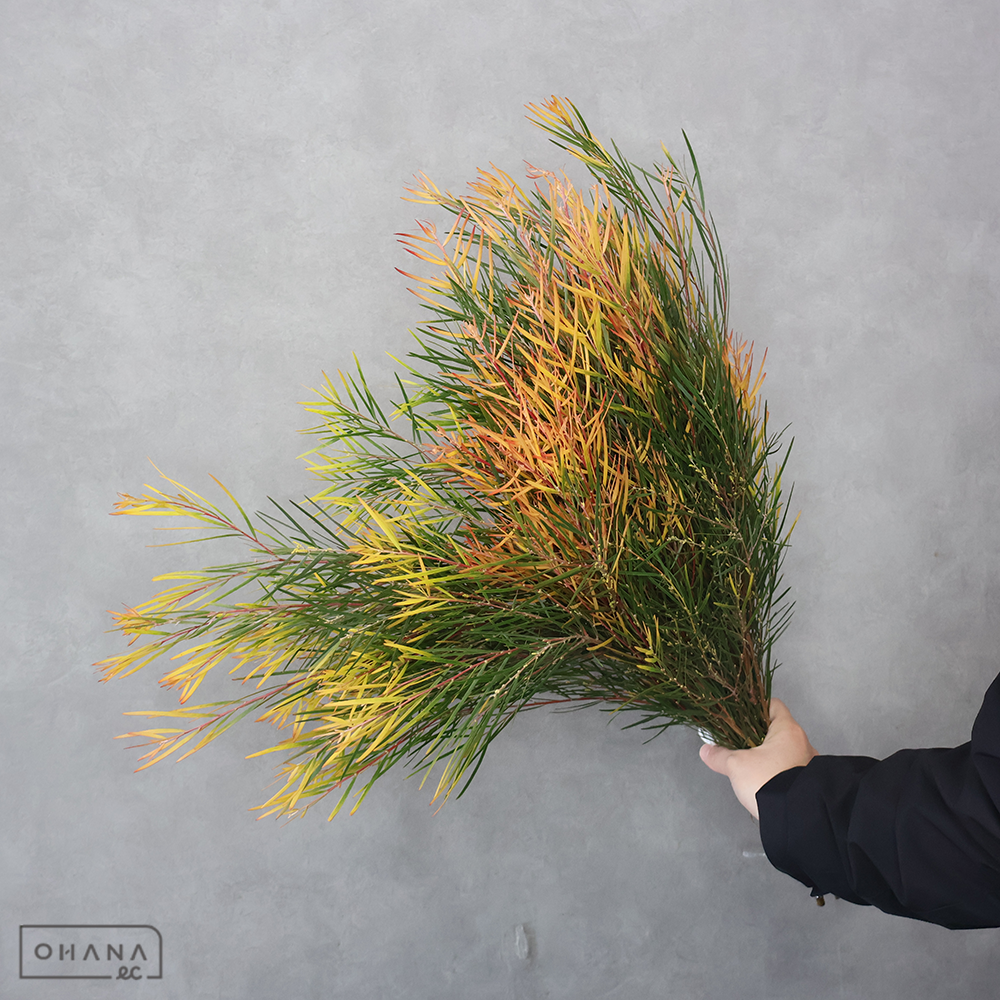 【SALE】アカシヤ　サンセット　秀 60cm　※クレーム対象外