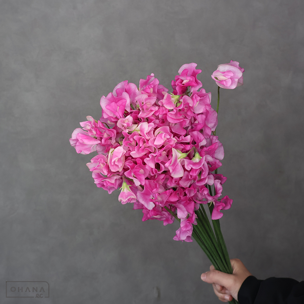 スイトピー　トトロすぐり　2L