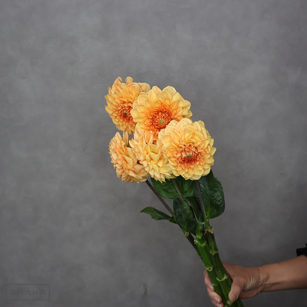 ダリア　ハミルトンジュニア 秀2L  ※5本束