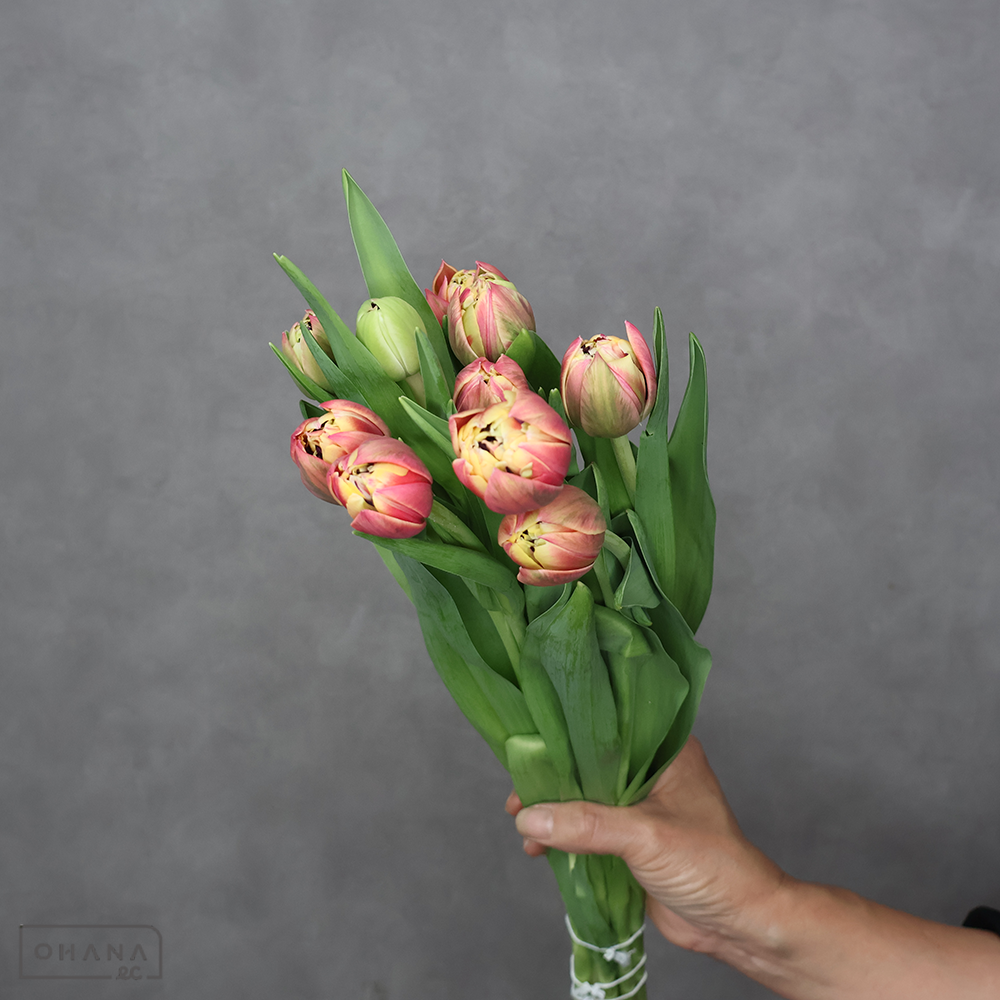 チューリップ八重複色　コロンブス 秀2L