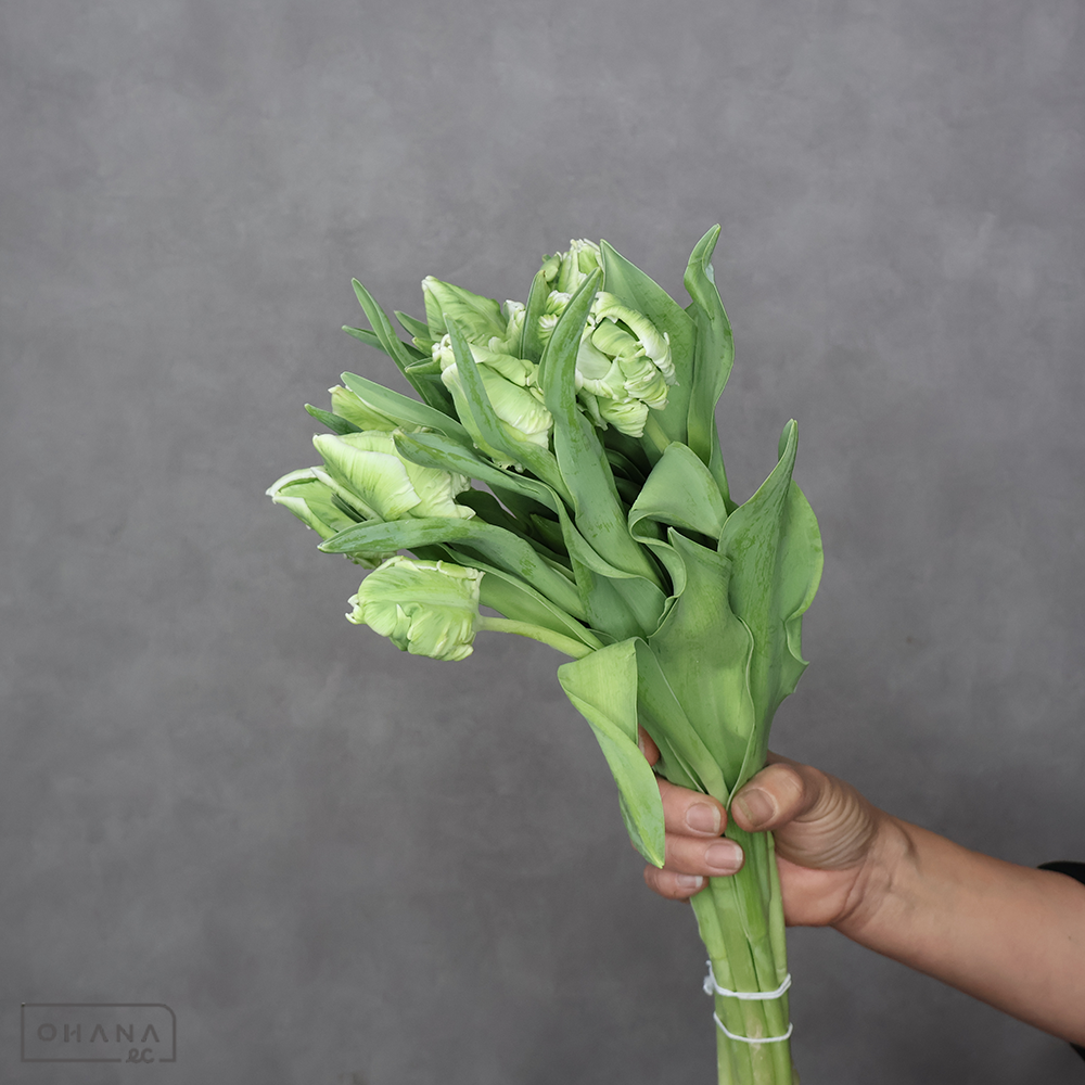 【SALE】チューリップ　スーパーパーロット 秀2L　※クレーム対象外