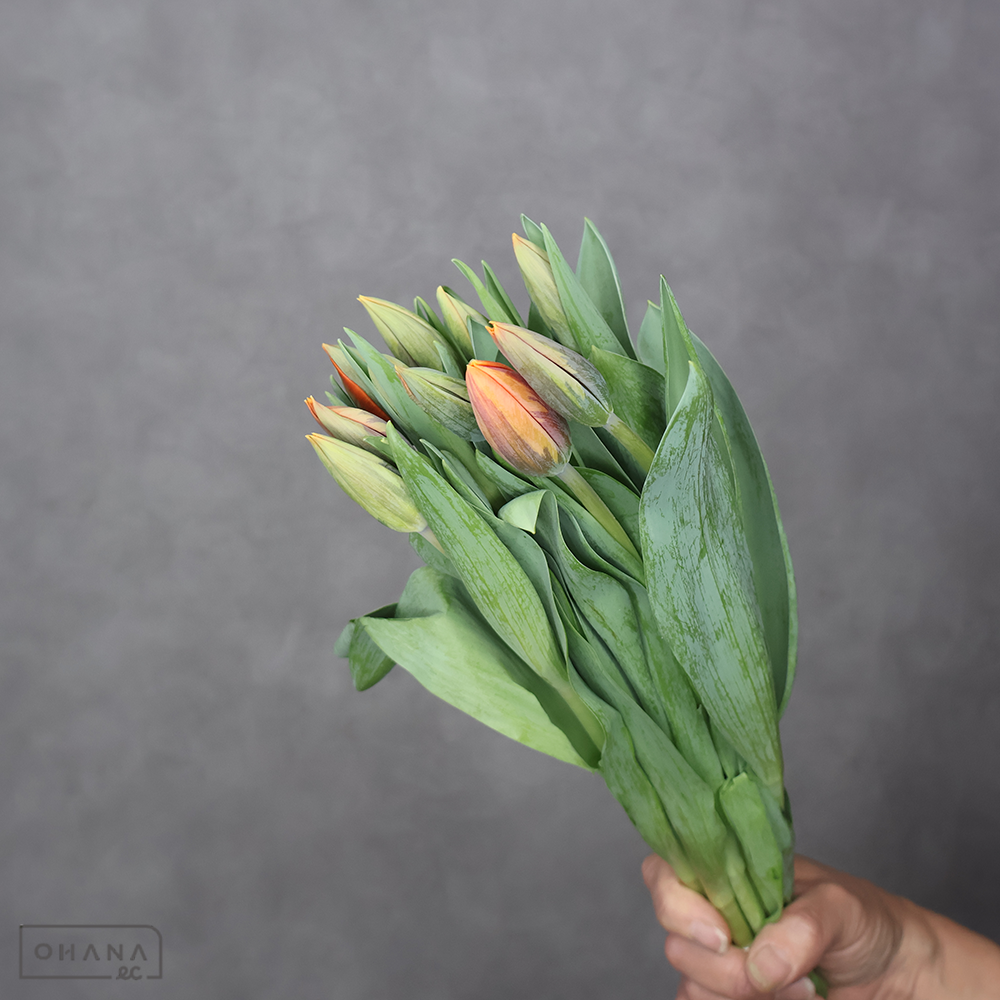 【SALE】チューリップ　ＯＲ　プリンセスイレーネ 秀L  ※葉悪　※クレーム対象外