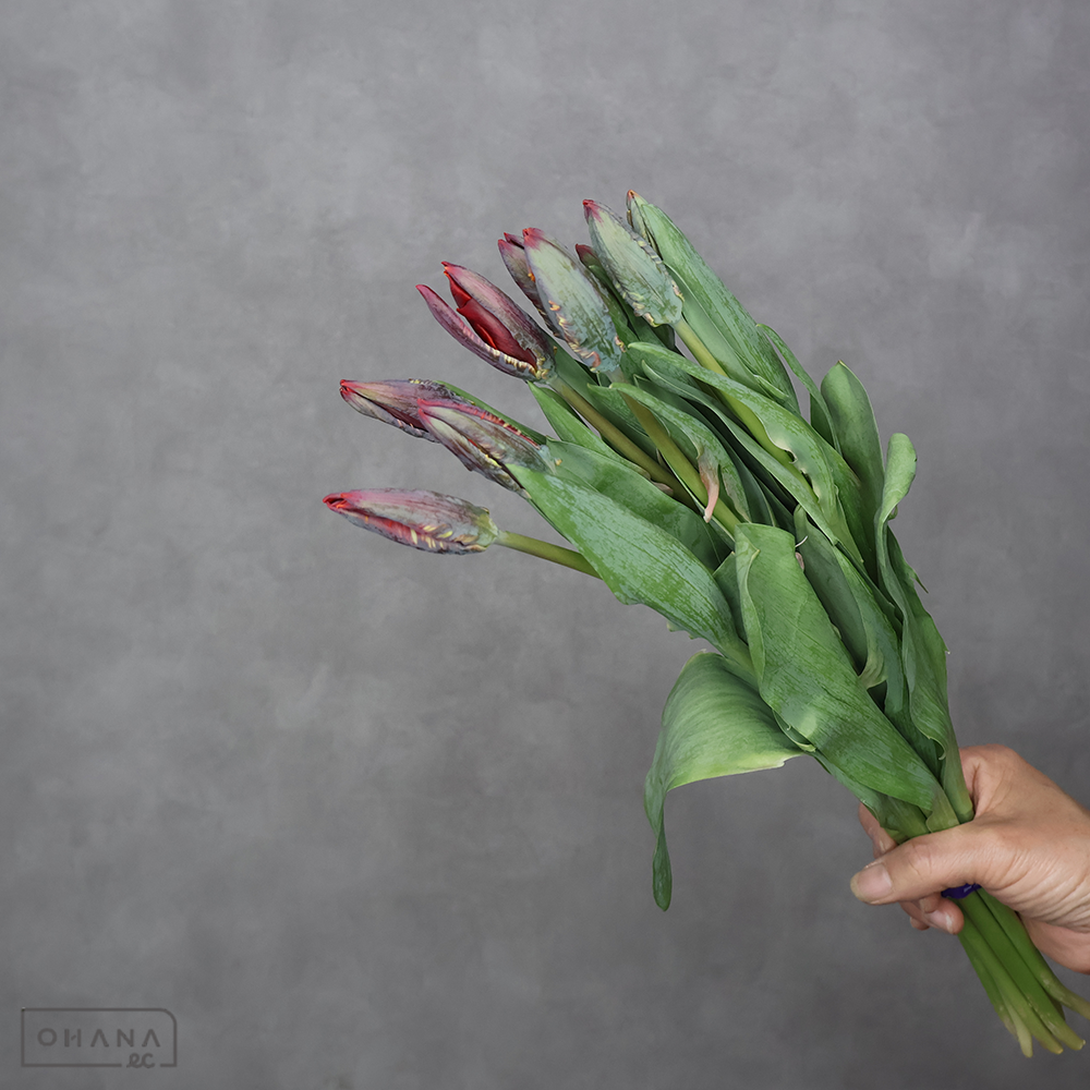 【SALE】チューリップ　ロココ 秀2L  ※葉悪　※クレーム対象外