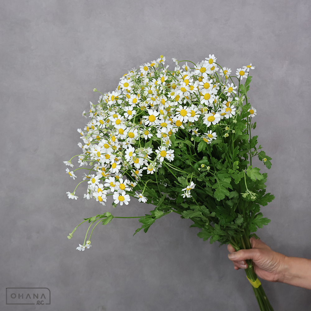 マトリカリア　シングルベグモ 2L