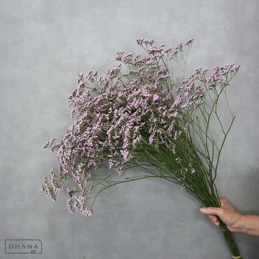 【SALE】リモニウム　オシピンク 70cm　※クレーム対象外