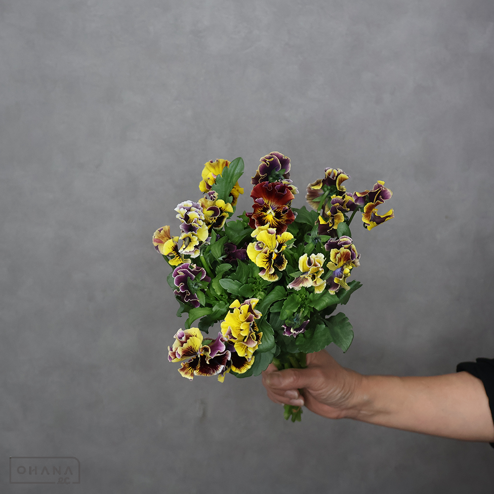 パンジー ドラゴン 30cm