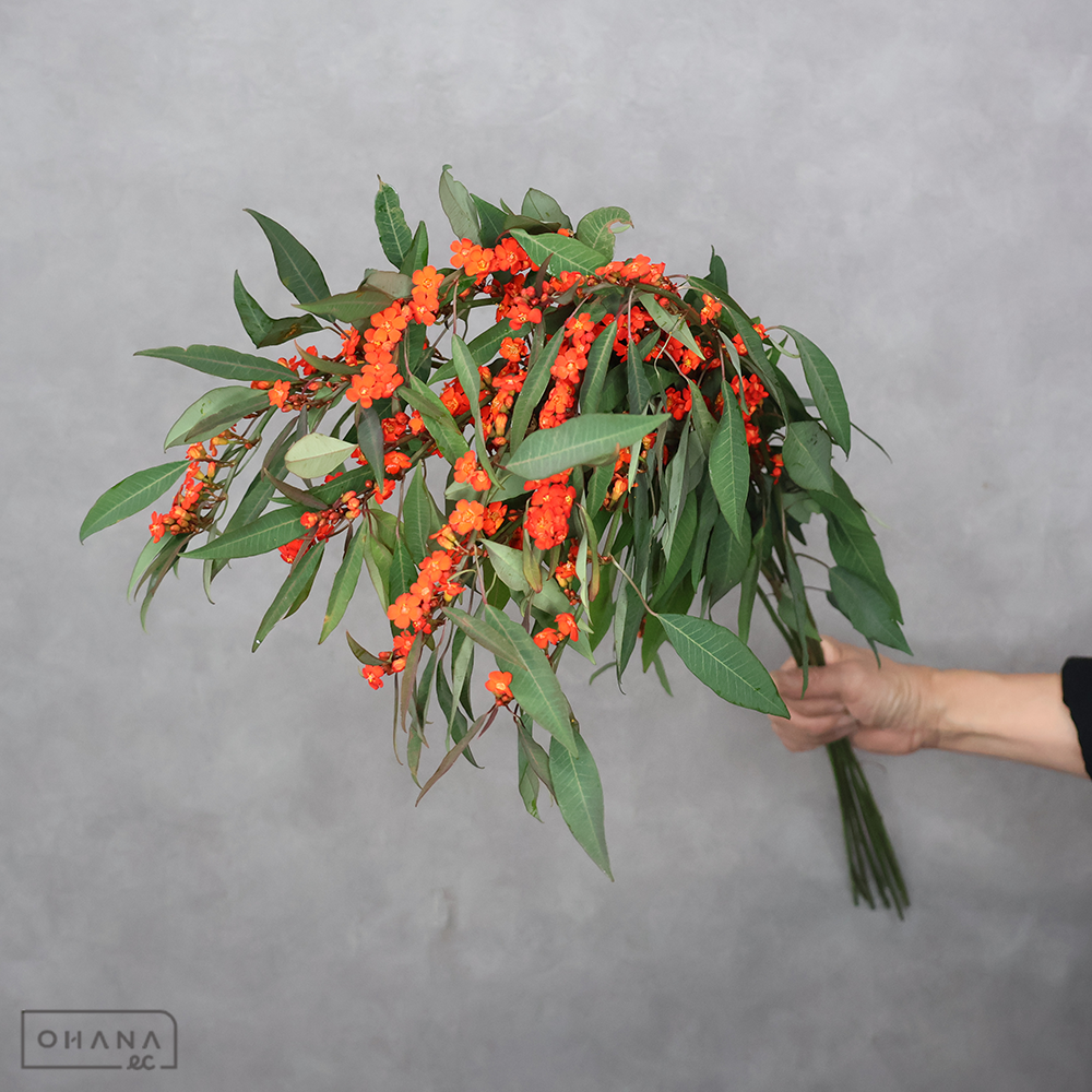 ユーフォルビア　オレンジ L