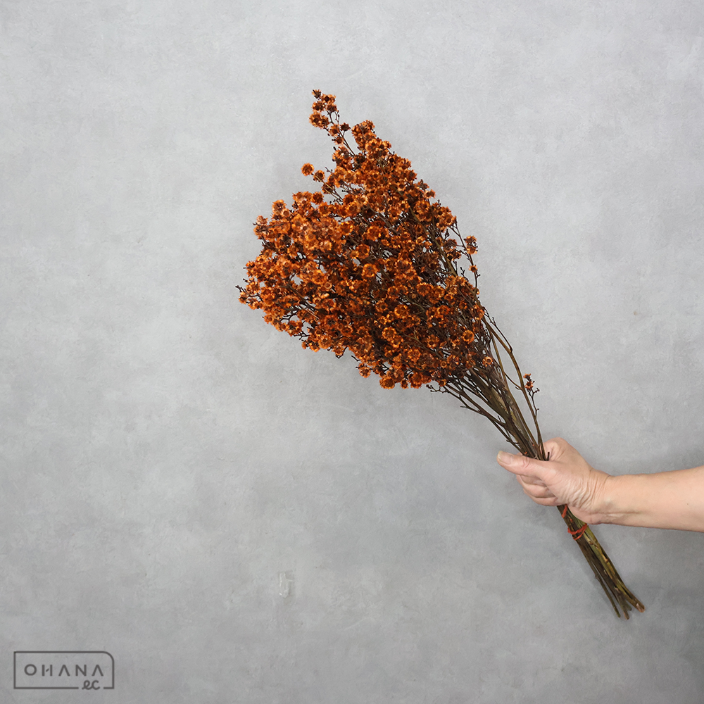 スターリンジア オレンジ 染め70cm