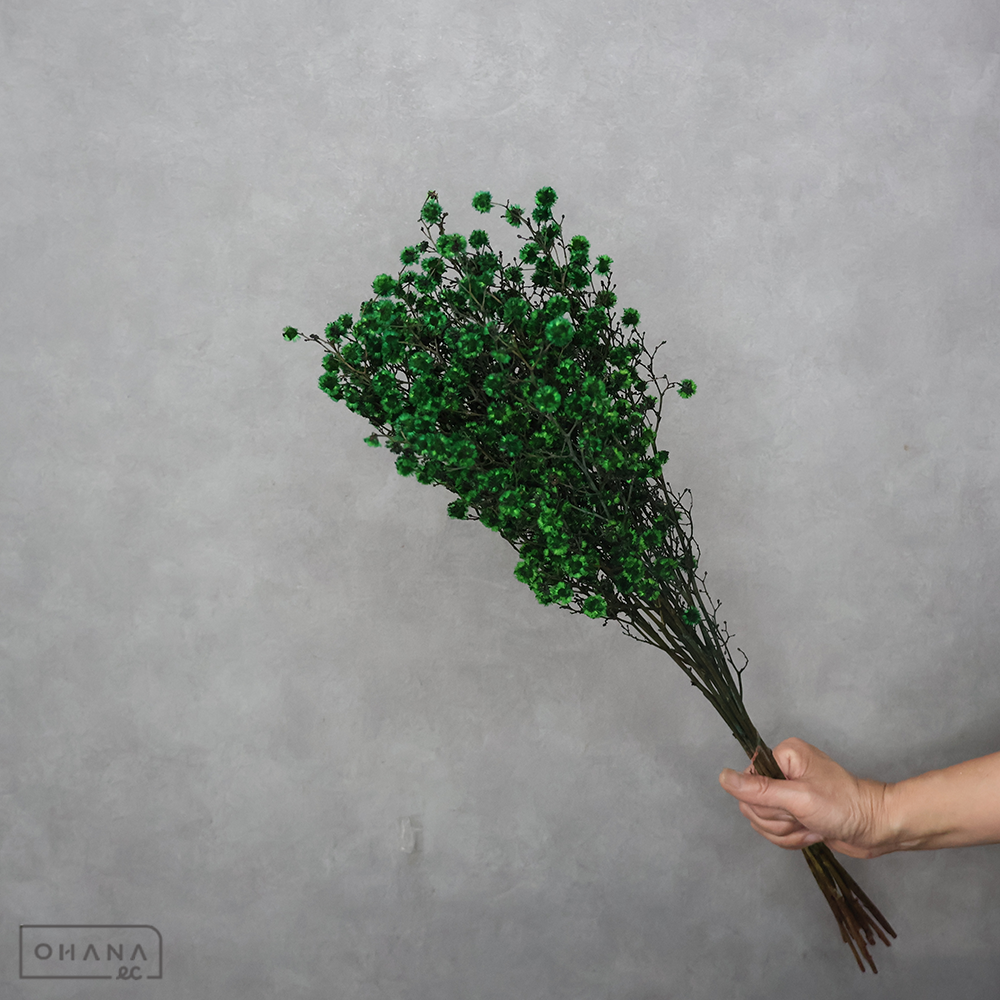 スターリンジア グリーン 染め70cm