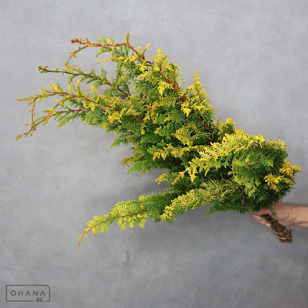 【SALE】ヒバ　孔雀ひば 秀80cm 発色◎　※クレーム対象外