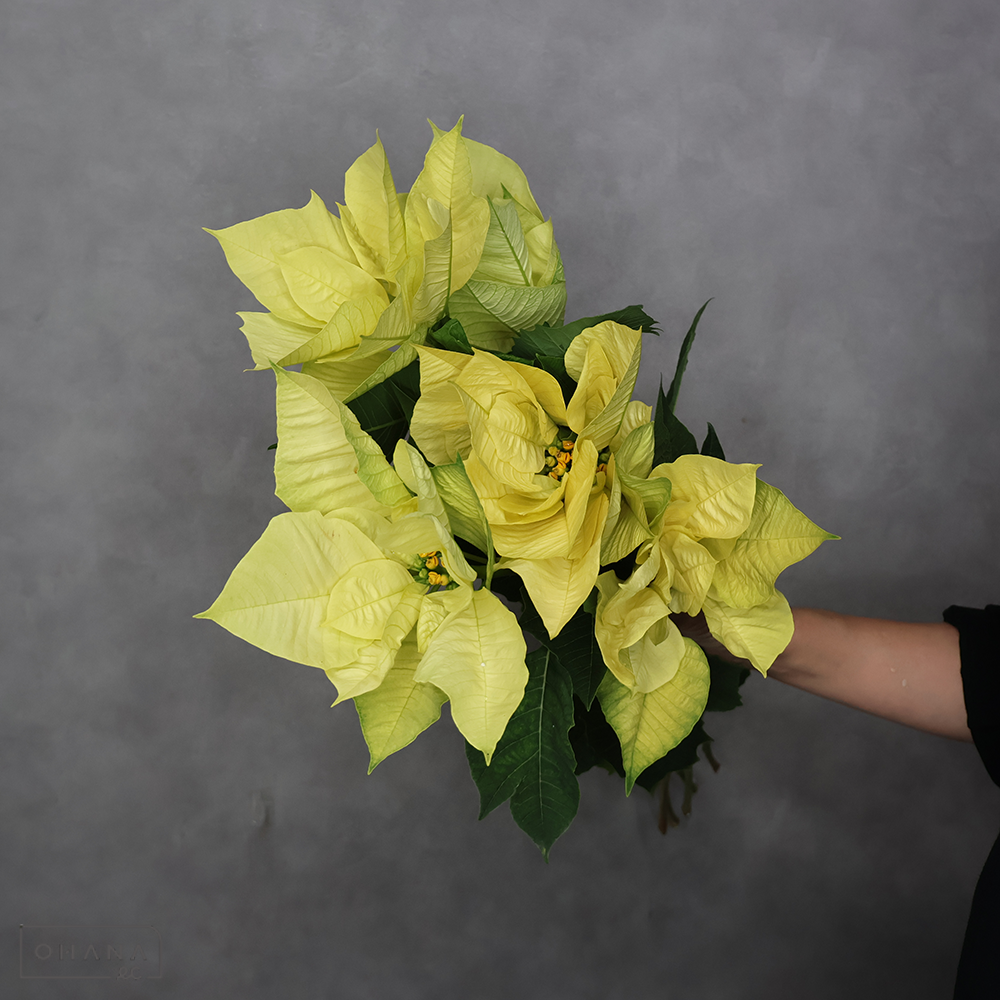 ポインセチア イエロー 50cm ※5本束