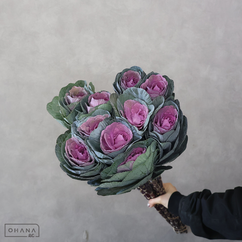 葉ぼたん　紅　70cm