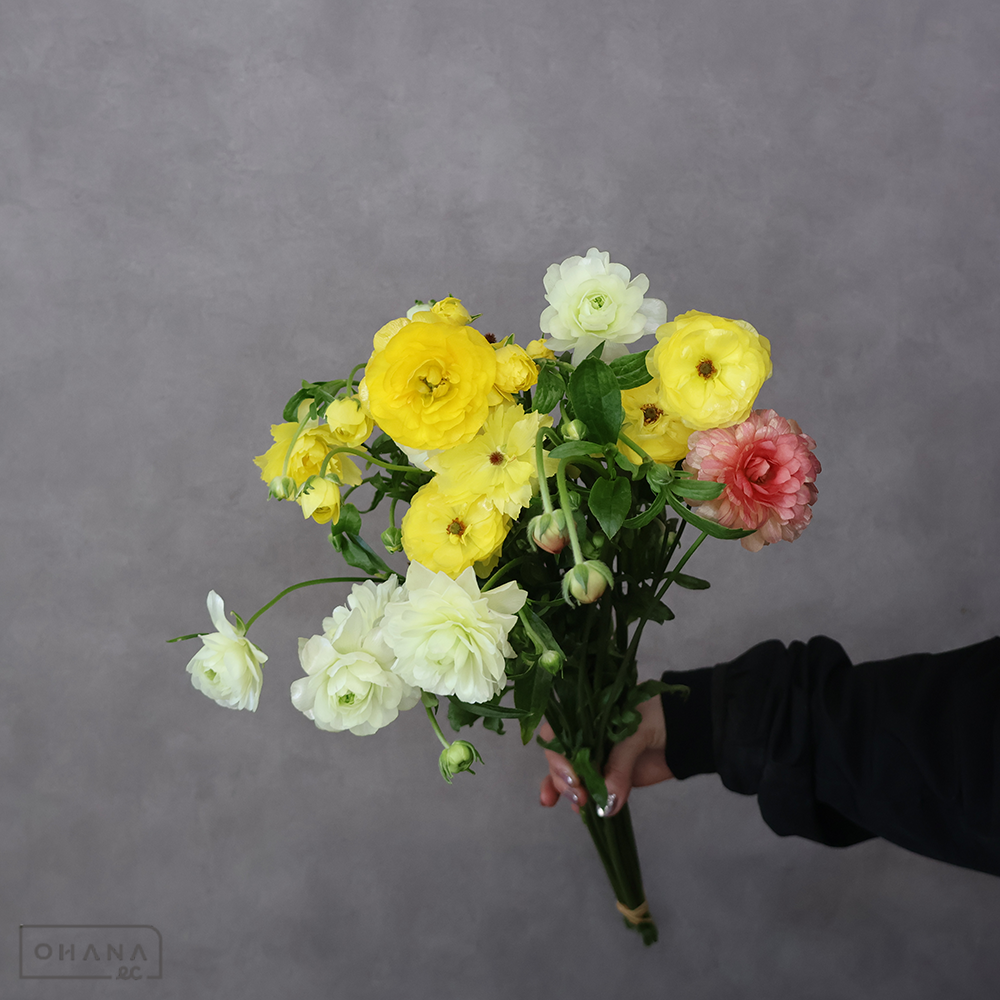 ラナンキュラス ラックス A 2輪 MIX60cm④ | お花の仕入れならOHANAec