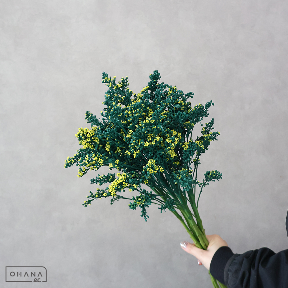 ソリダコ　ゴールデングローリー グリーン　 70cm