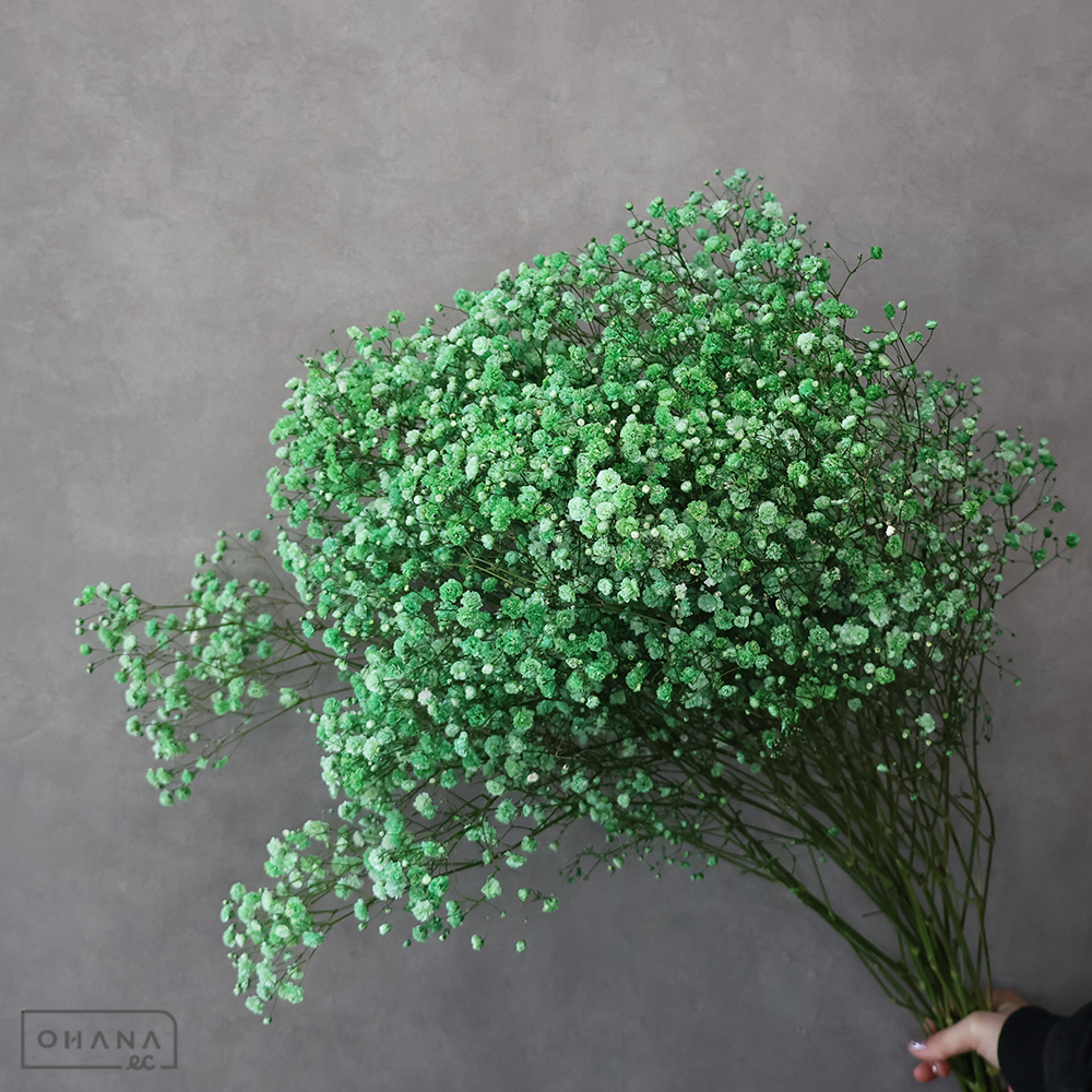 カスミソウ　染めクリスマスグリーン　 75cm