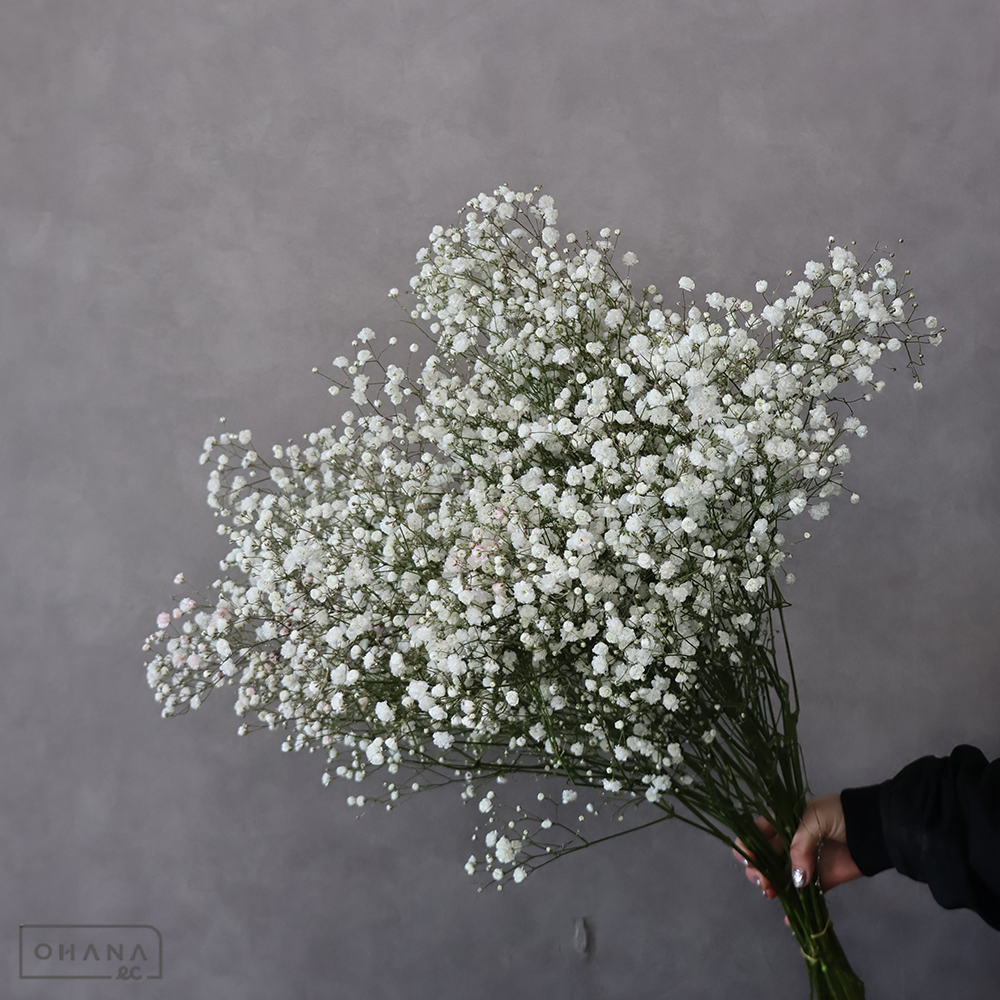 カスミソウ　エクセレンス　 75cm シルバーラメ