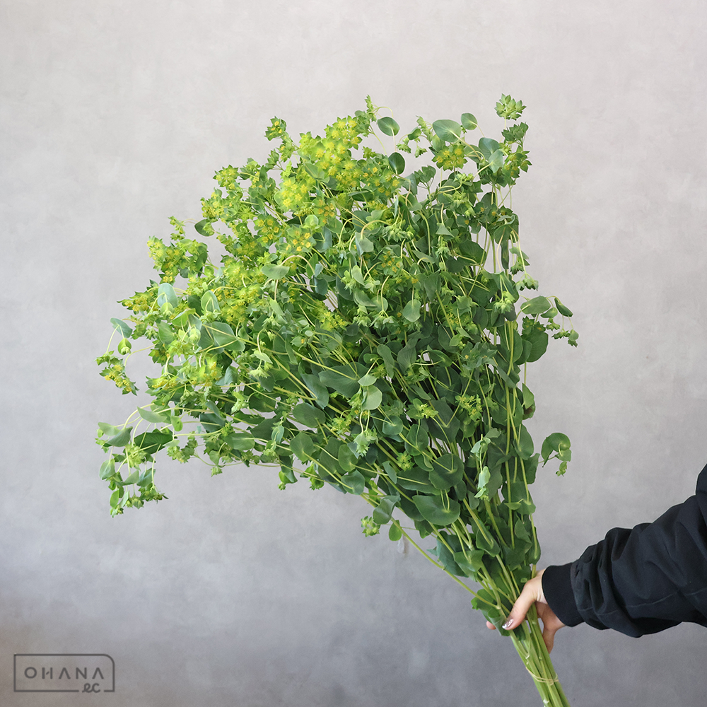 ブプレリューム　グリーンゴールド　秀 90cm