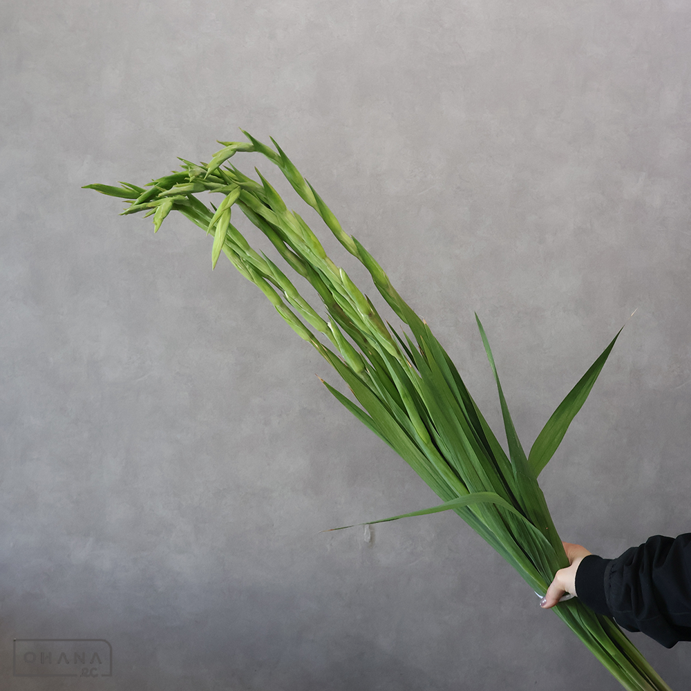 【SALE】グラジオラス　富士の雪　 110cm　※クレーム対象外