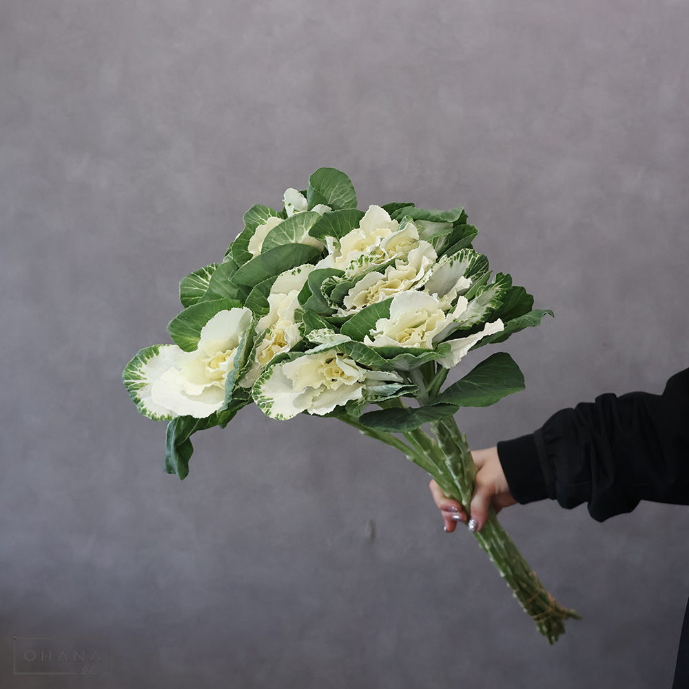 ハボタン　フレア　ホワイト　 70cm