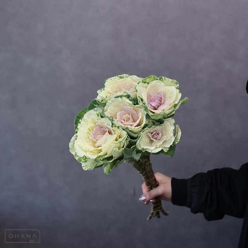 ハボタン　晴姿 　　 50-45