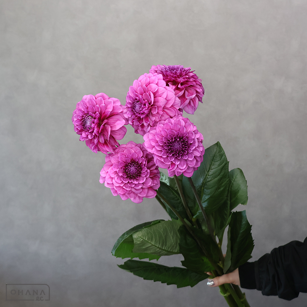 ダリア　スターリーナイト ※4本束　秀 70cm