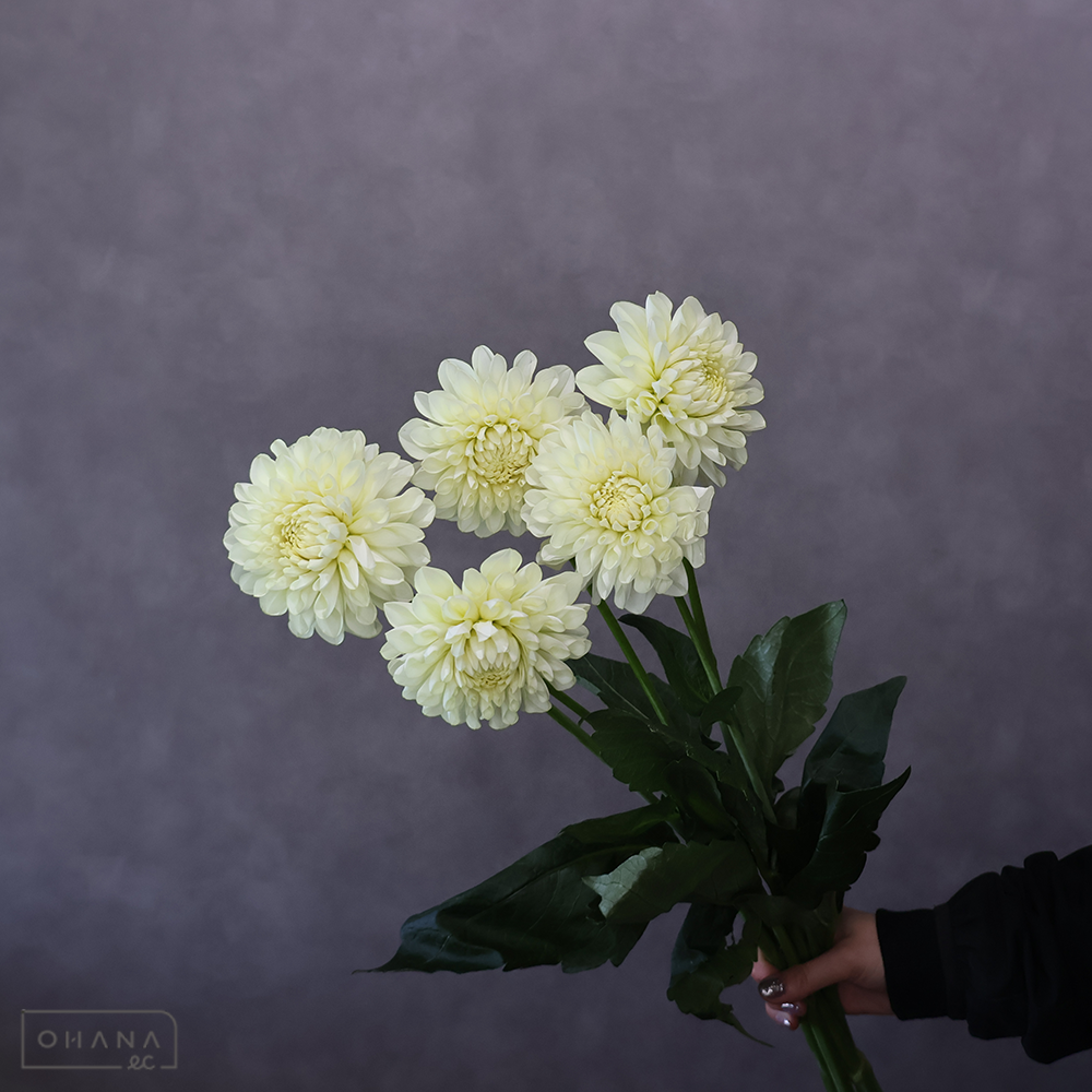 ダリア　キナッピ ※6本束　秀 70cm