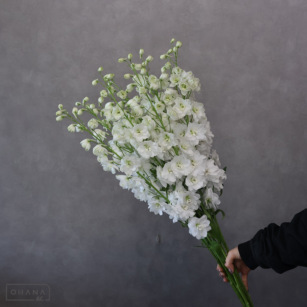 デルフィジャイアント白　ペガサス　秀 90cm