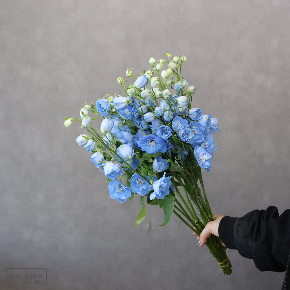 デルフィジャイアント MIX ②　秀 50cm