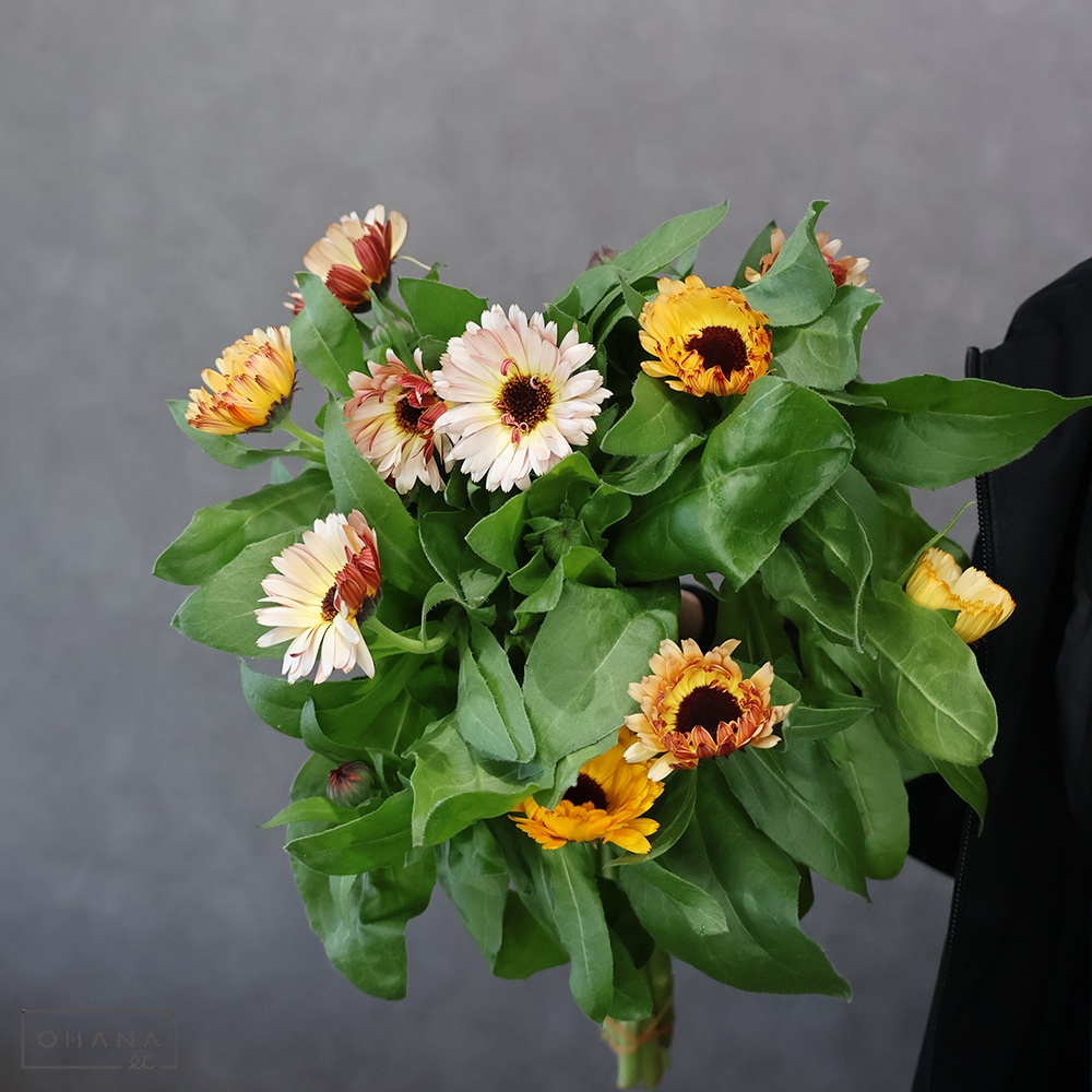 キンセンカ　サンセットバフ　秀 40cm