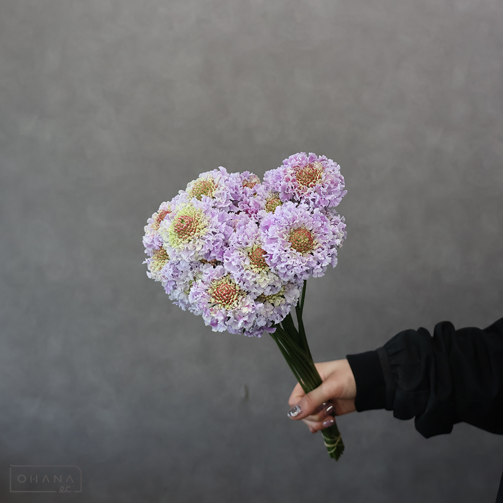 スカビオサ  フリフリソラ　秀 30cm