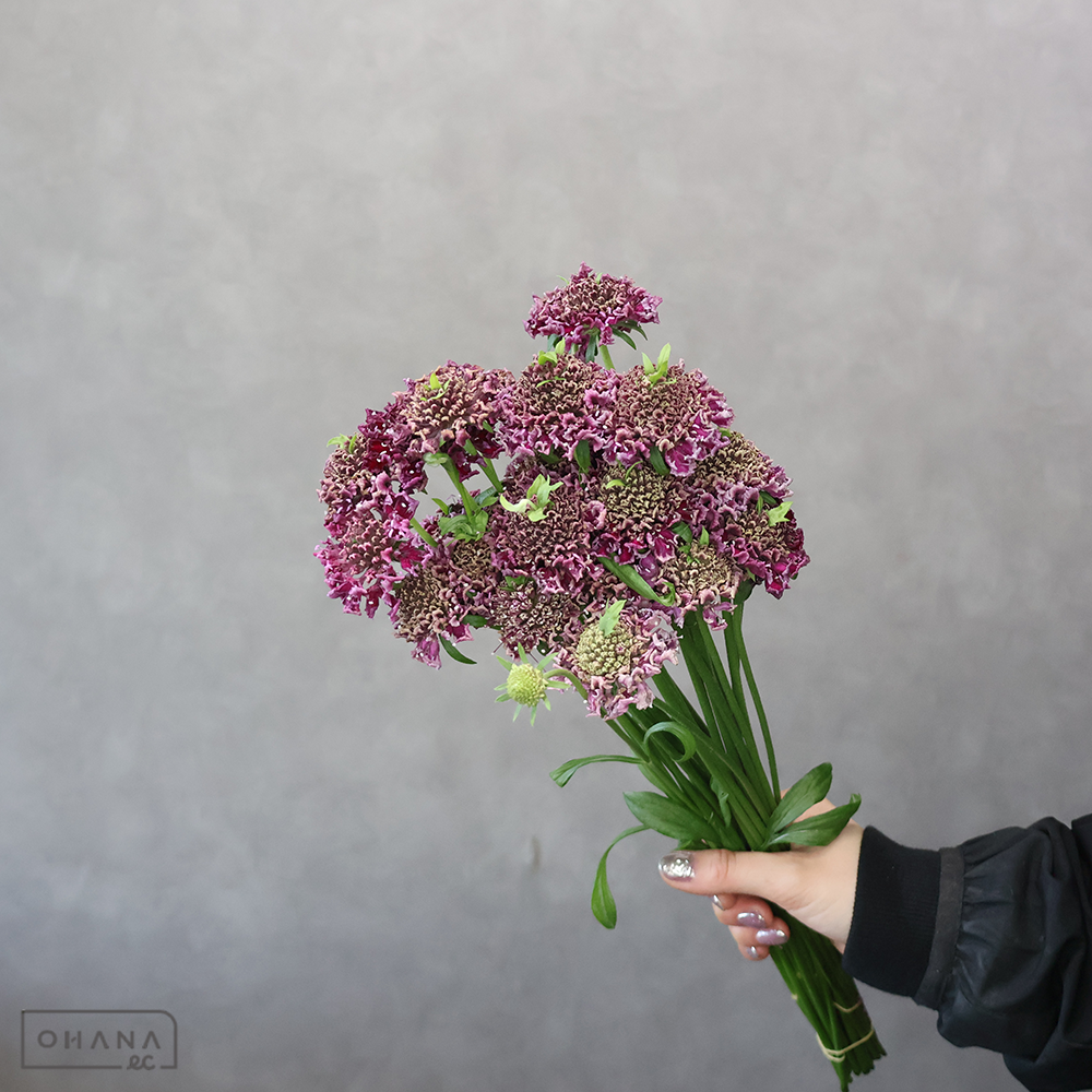 スカビオサ テラ536　秀 30cm