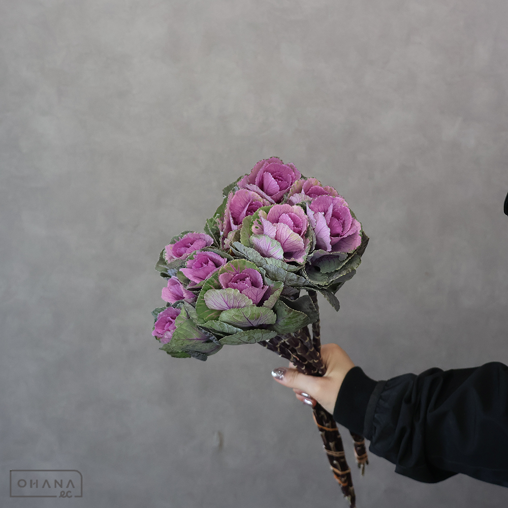 ハボタン　初紅　 50cm