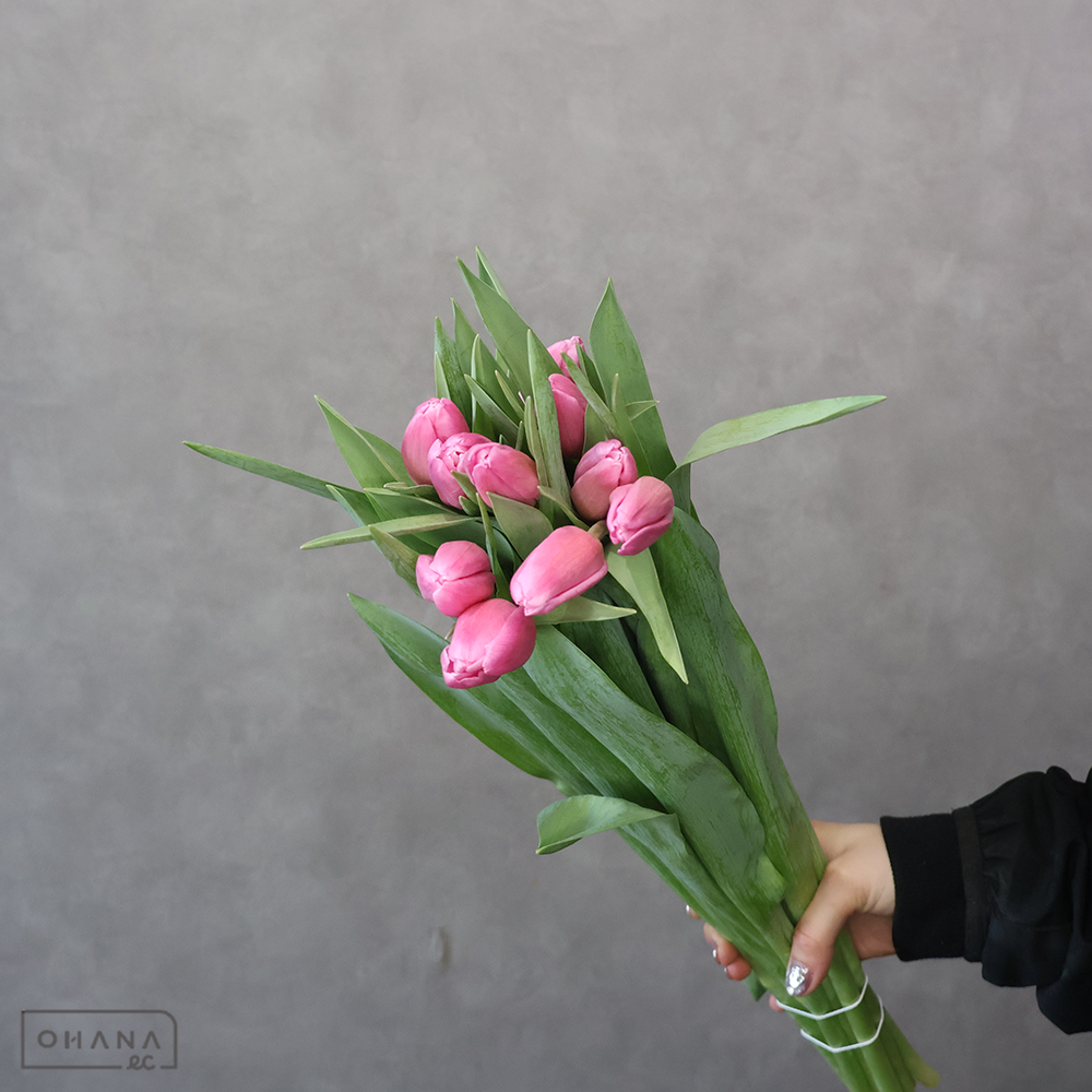 【SALE】チューリップピンク　ジャンボピンク　秀2L　※クレーム対象外