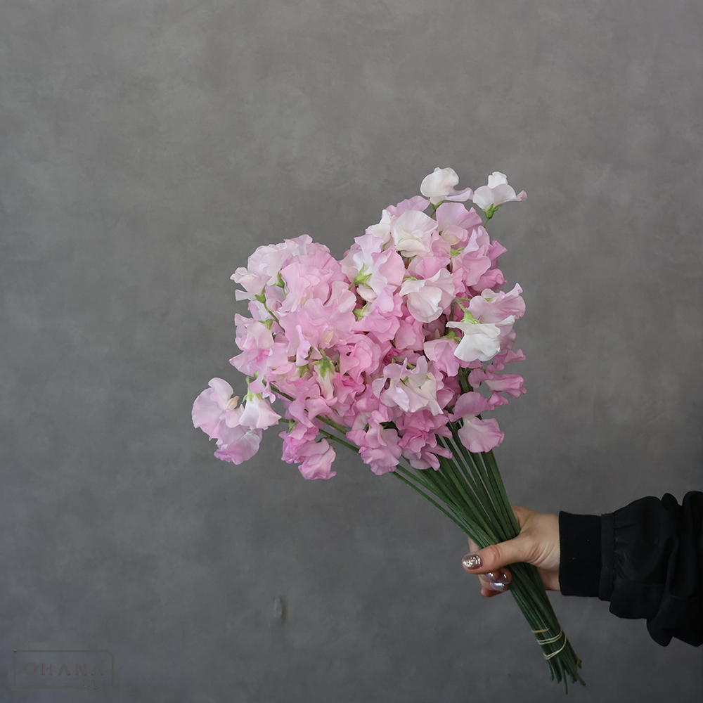 スイトピー　 ④　L 4輪