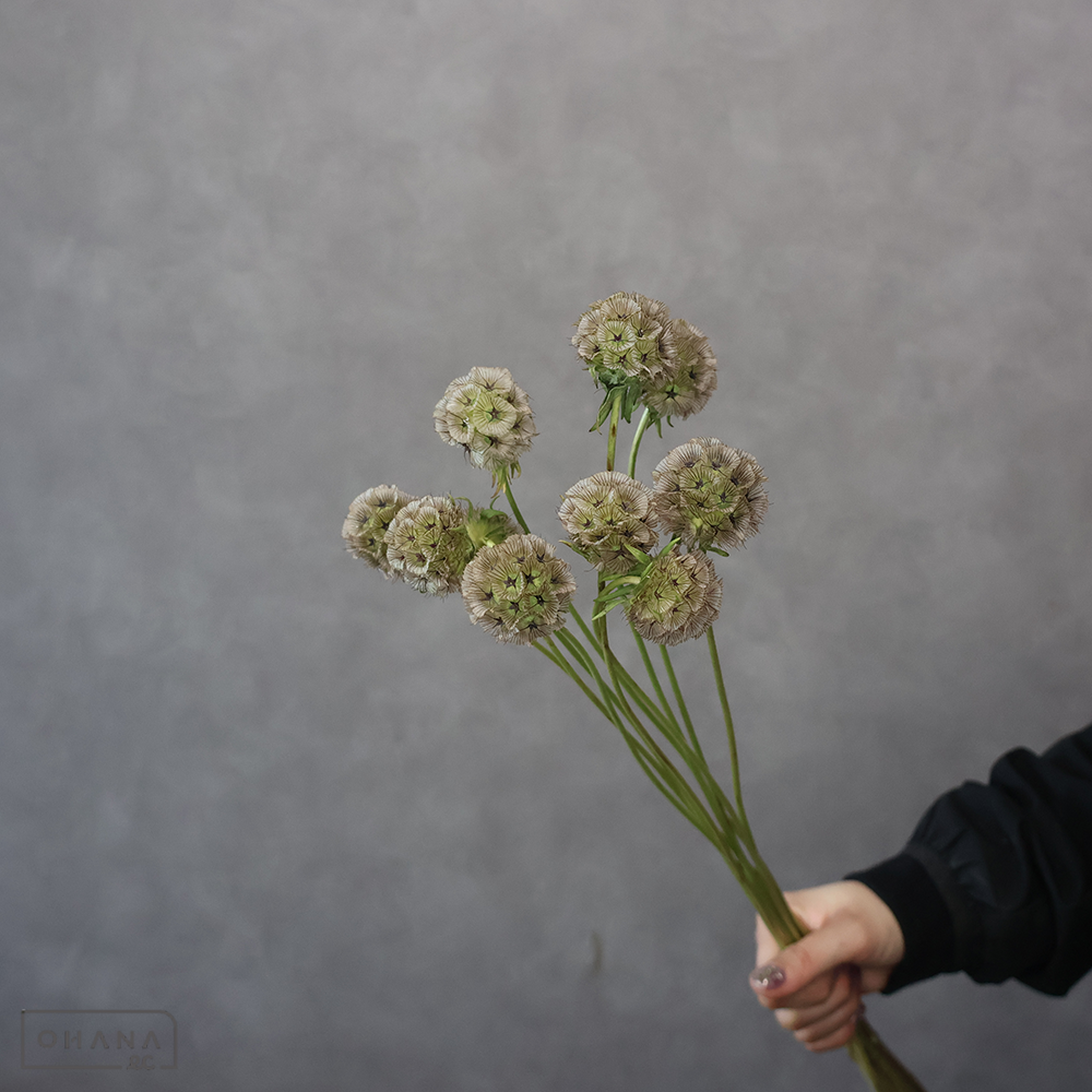 スカビオサ ステルンクーゲル　70cm